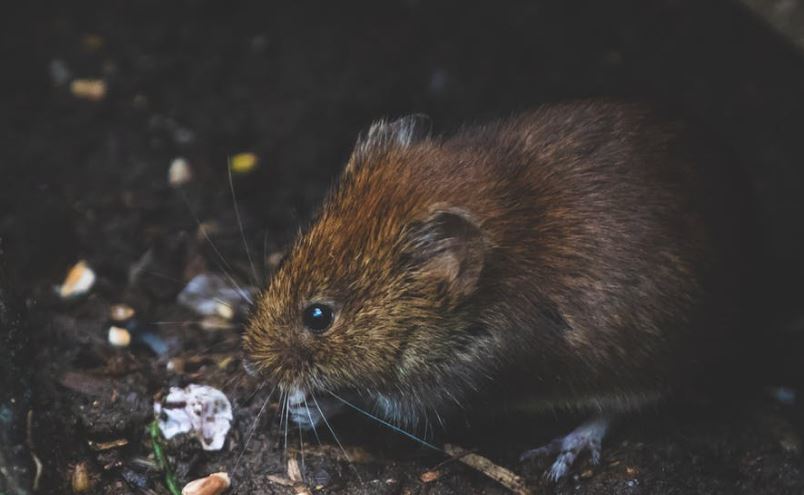 Best Vole Poison