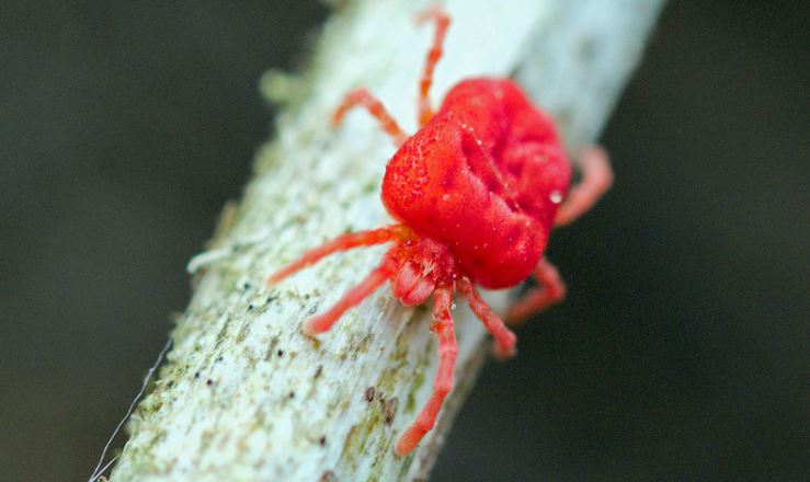 chiggers in texas